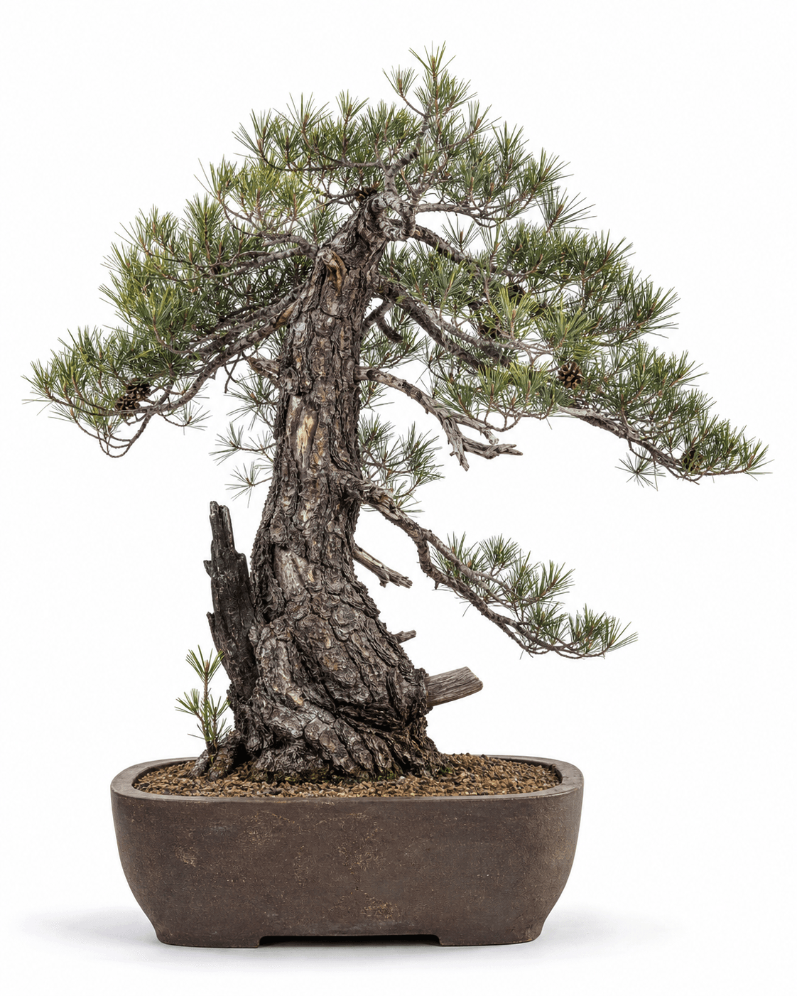 Pitch pine bonsai with a rugged fire-scarred trunk, open three-needle foliage, persistent cones, and an unglazed brown pot