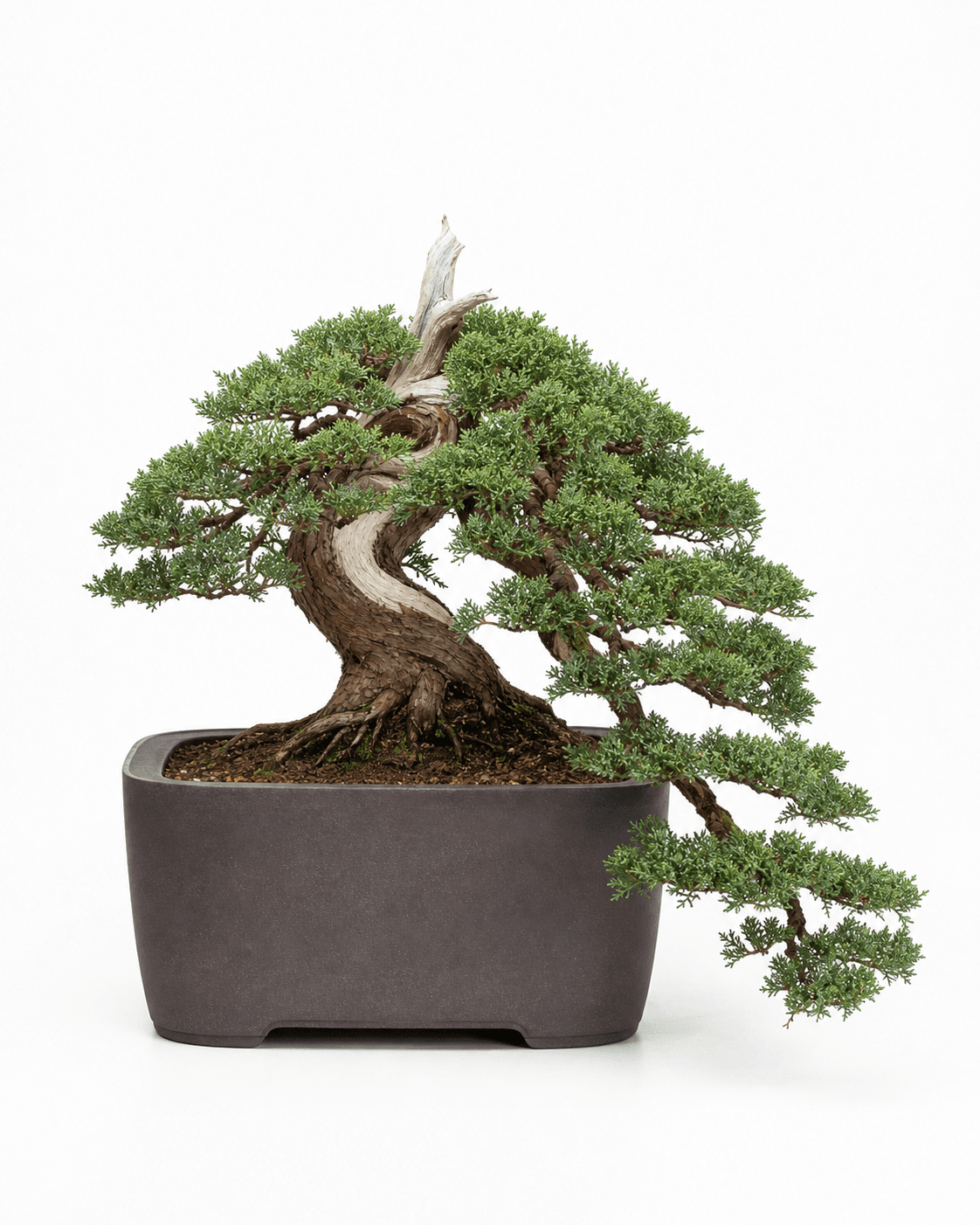 Procumbens Nana juniper bonsai in a compact semi-cascade style with restrained deadwood and a deep unglazed rectangular pot
