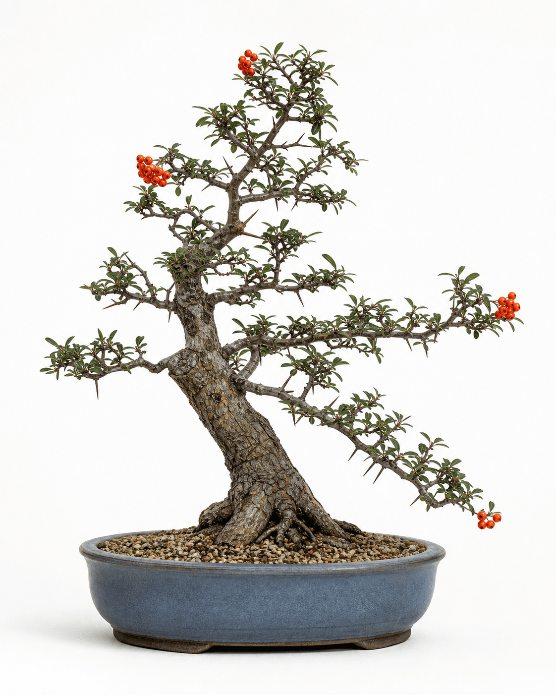 Scarlet firethorn bonsai with a slanting textured trunk, open thorny branches, orange-red berries, and a blue-gray oval pot
