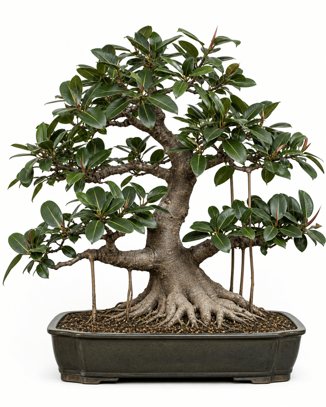 Rubber fig bonsai with large glossy leaves, red growth stipules, aerial roots, and a dark earth-green rectangular pot