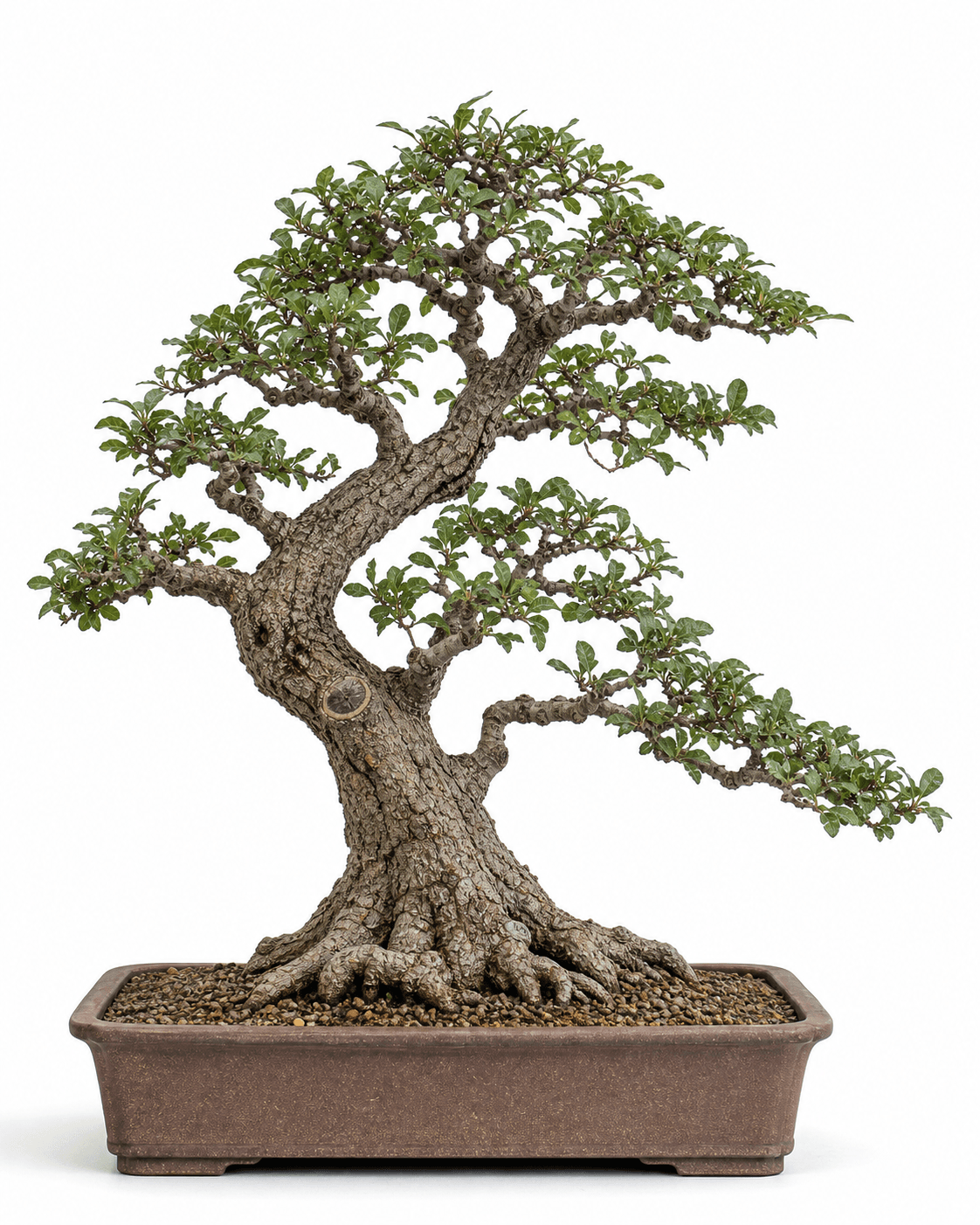Sandpaper tree bonsai with rough small leaves, a rugged informal-upright trunk, and an unglazed rectangular pot