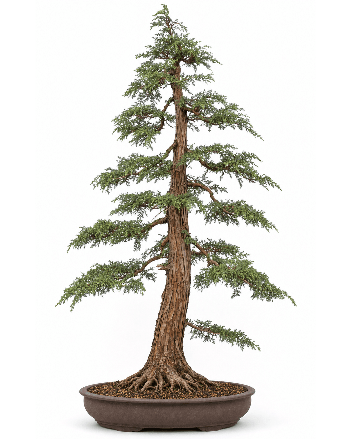 Sawara cypress bonsai with a slender red-brown trunk, layered scale-foliage sprays, nodding branch tips, and an unglazed oval pot