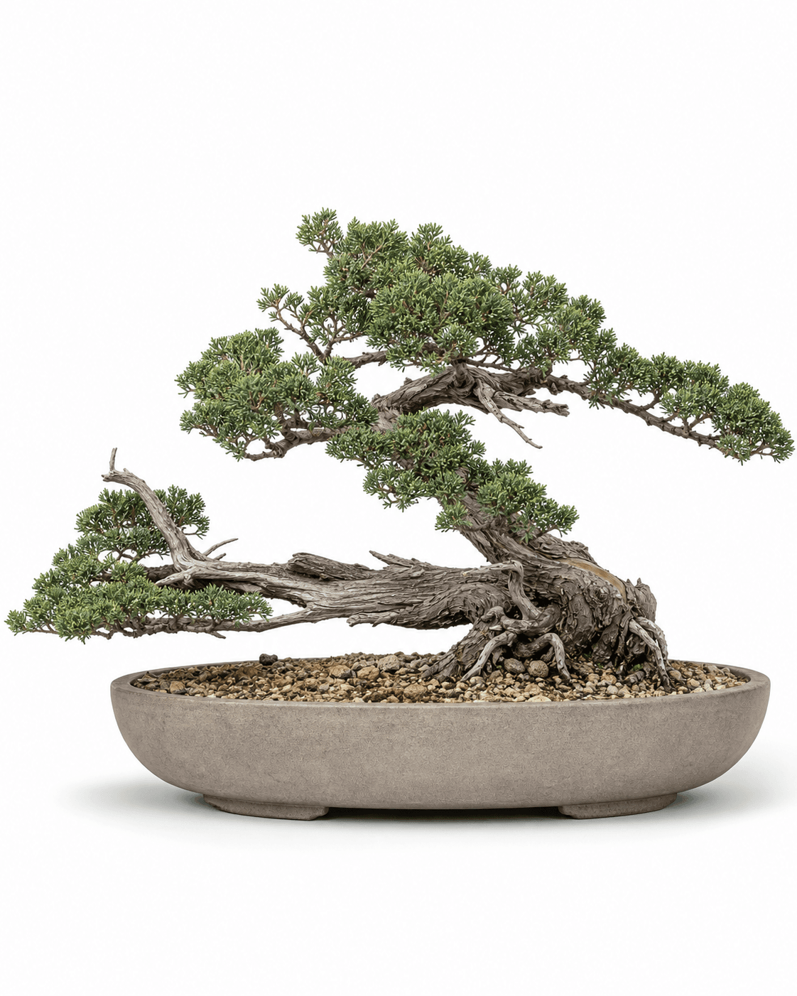 Shore juniper bonsai with a low creeping trunk, short blue-green needle foliage, modest deadwood, and a broad unglazed oval pot