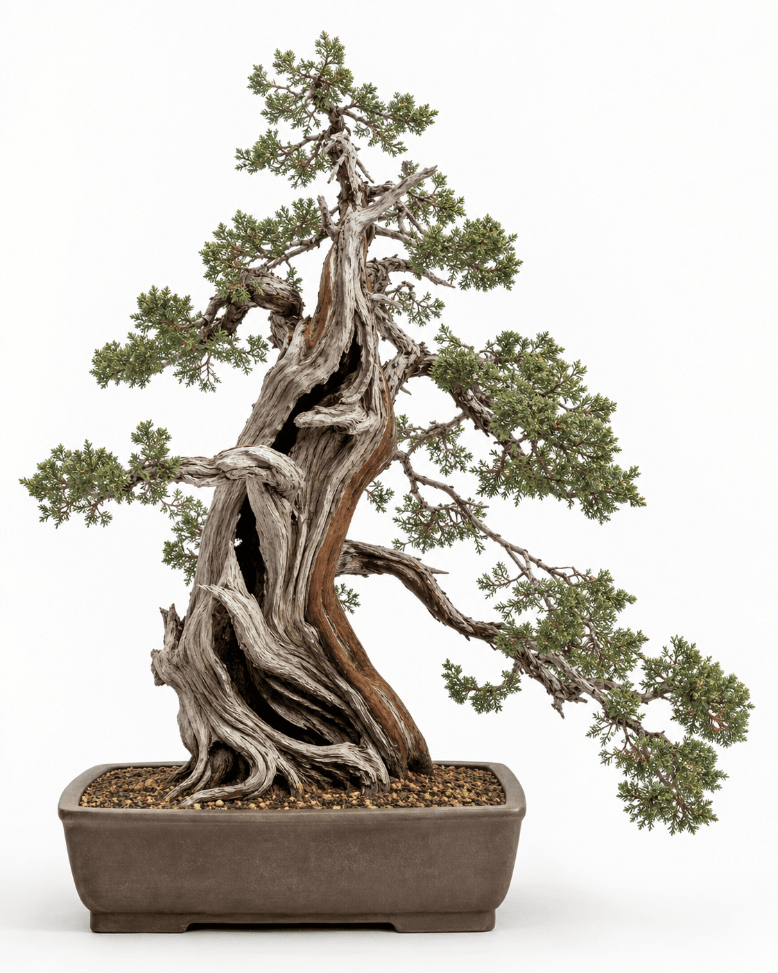 Sierra juniper bonsai with hollow fibrous deadwood, a reddish living vein, gray-green scale foliage, and an unglazed rectangular pot