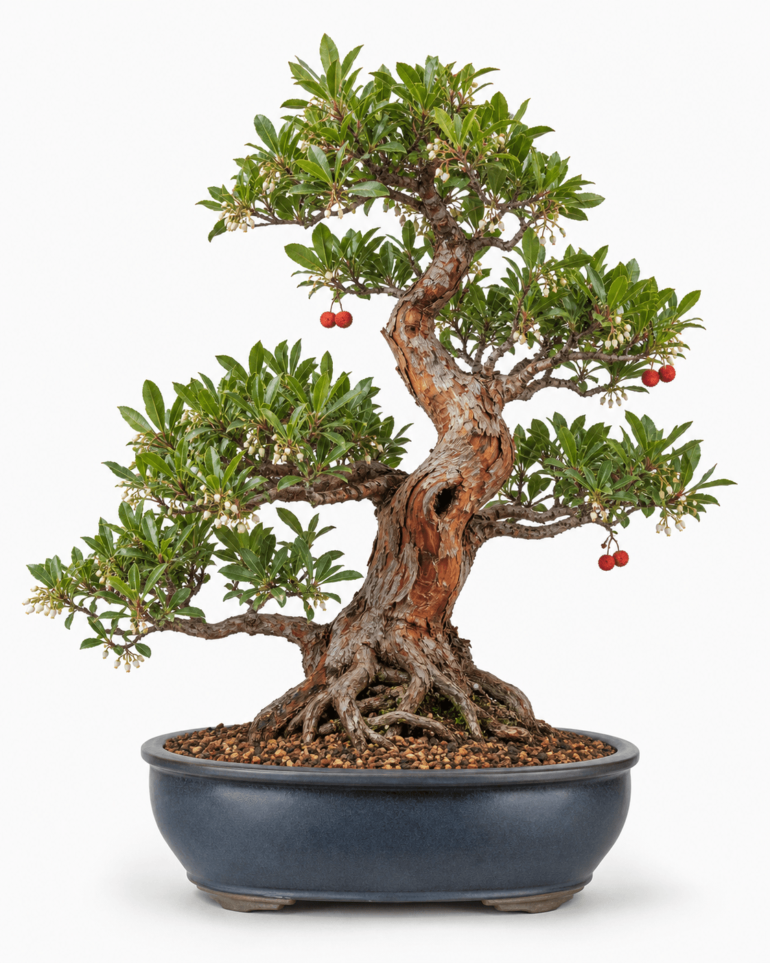 Strawberry tree bonsai with exfoliating cinnamon-red bark, white urn-shaped flowers, red fruit, and a charcoal-blue oval pot