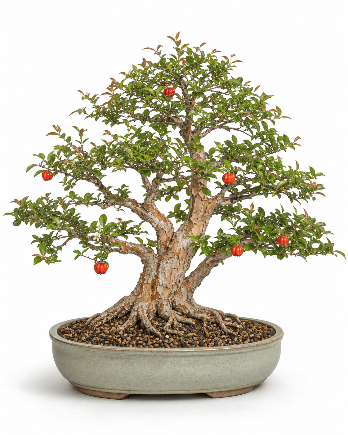 Surinam cherry bonsai with peeling bark, copper-red new growth, ribbed red fruit, and a muted celadon oval pot