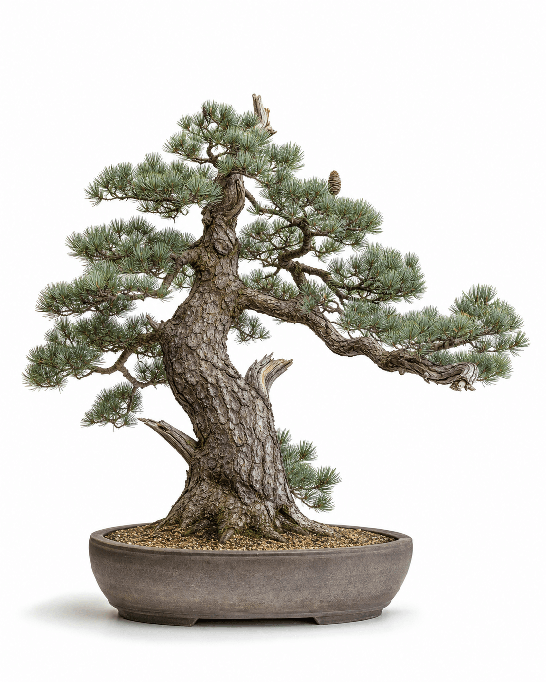 Swiss stone pine bonsai with soft blue-green five-needle foliage, a flattened alpine crown, a small cone, and an unglazed oval pot