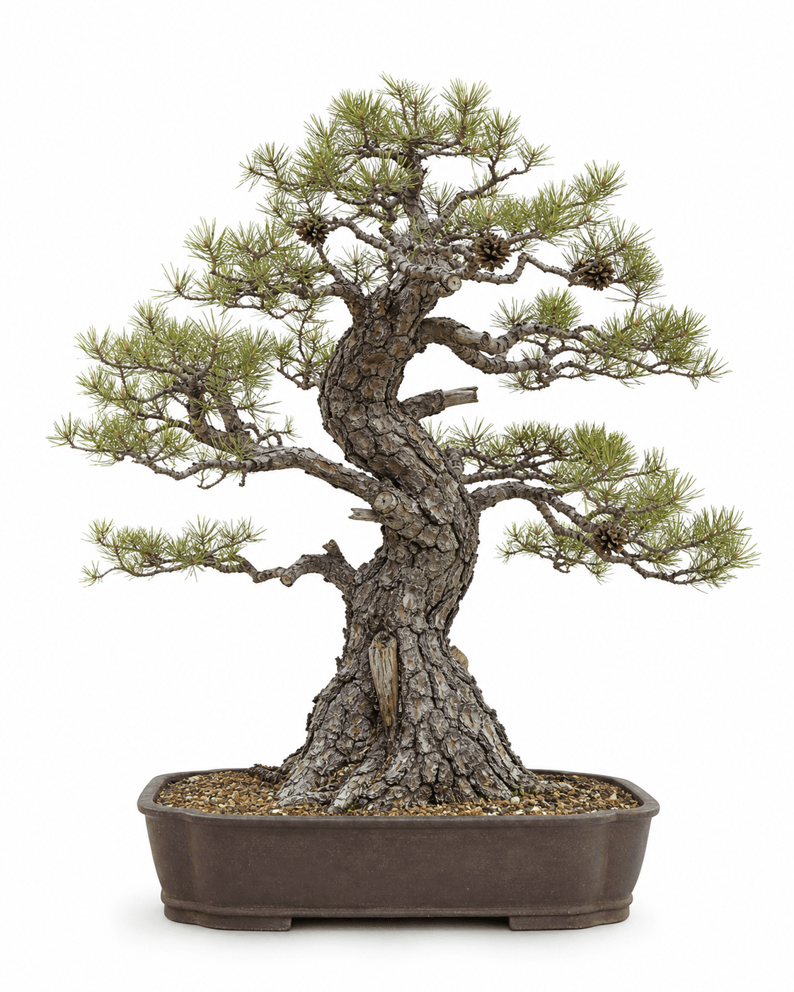 Virginia pine bonsai with plated bark, a rugged irregular crown, paired needles, small persistent cones, and an unglazed rectangular pot