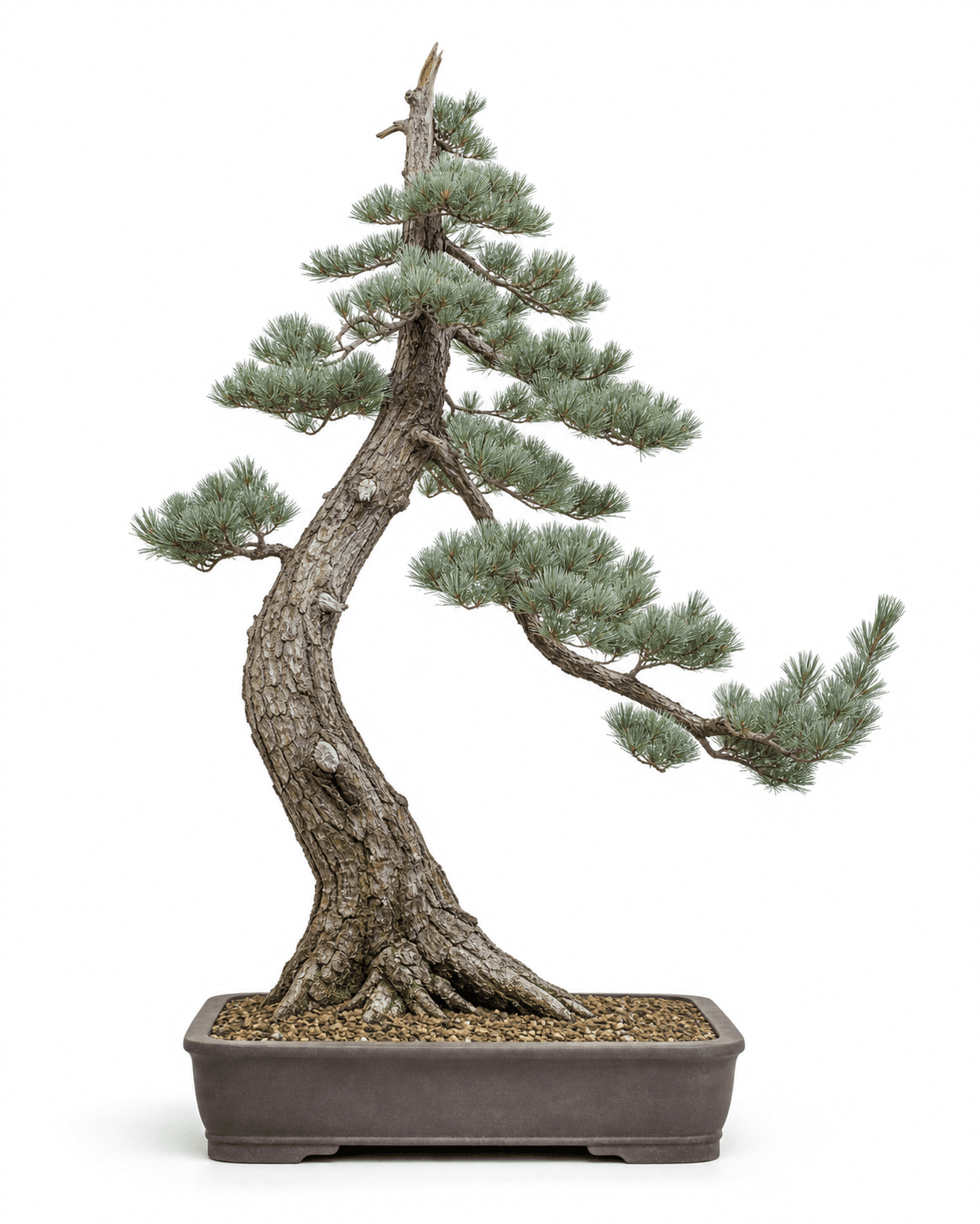 Western white pine bonsai with a narrow mountain crown, blue-green five-needle foliage, a slanting trunk, and a shallow unglazed rectangular pot