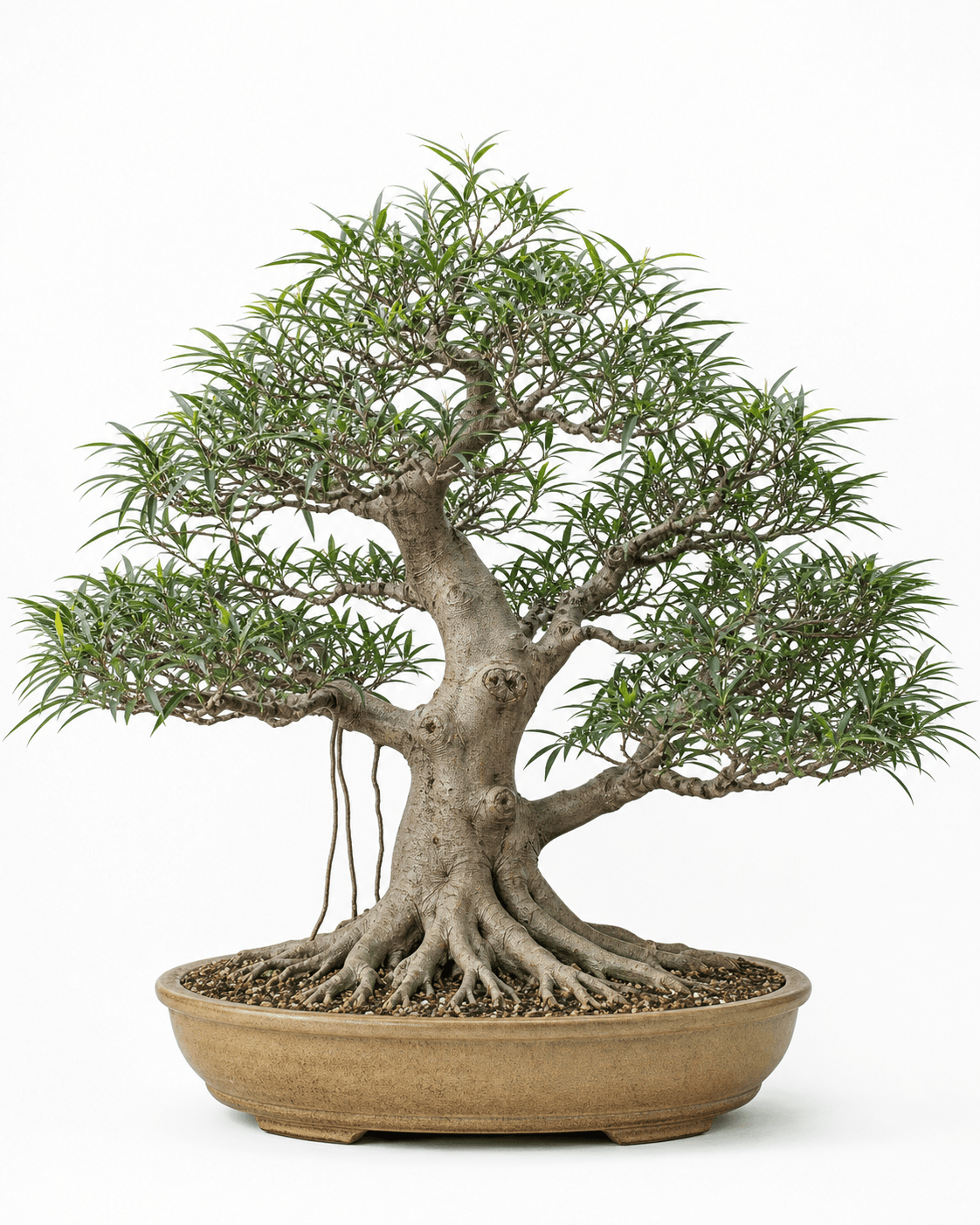 Willow-leaf ficus bonsai with narrow green leaves, a broad radial root flare, restrained aerial roots, and a warm sand-glazed oval pot