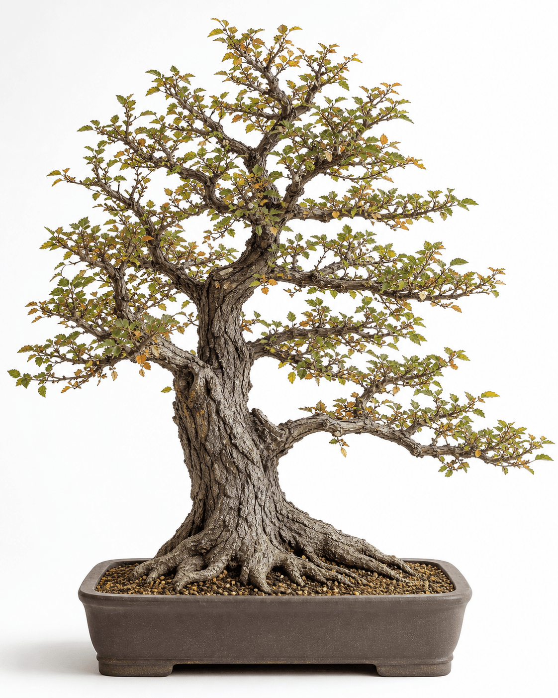 Winged elm bonsai in a naturalistic informal upright style with corky branch texture and an unglazed brown pot
