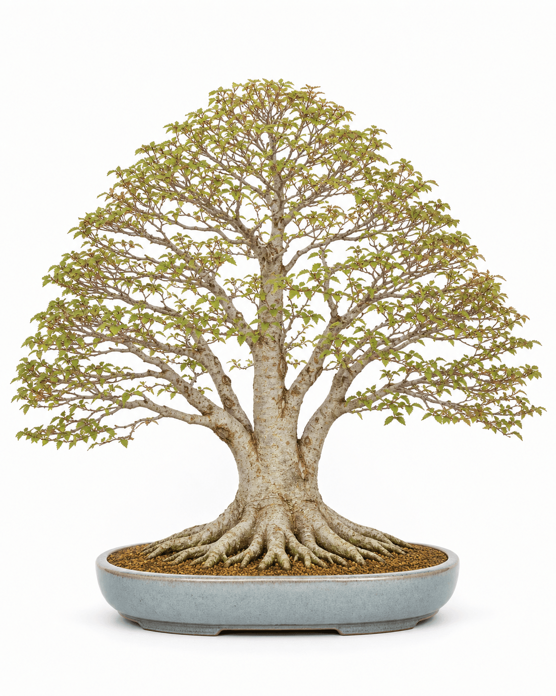 Zelkova bonsai with radial nebari, pale gray bark, fine broom-style branching, small serrated leaves, and a blue-gray glazed oval pot